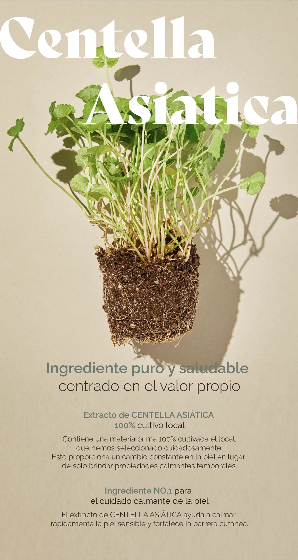 Mixsoon -Soondy Centella Asiatica Essence